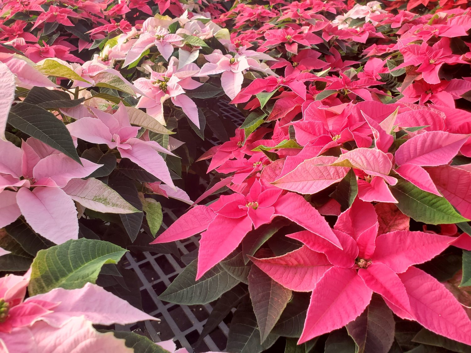 For the merriest of homes: Poinsettias for every holiday color scheme at Bayport Flower Houses (940 Montauk Highway, Bayport). From $8.99 to $62.99.